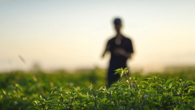 Oddłużanie gospodarstw rolnych